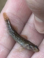 Backwater Darter photo 3