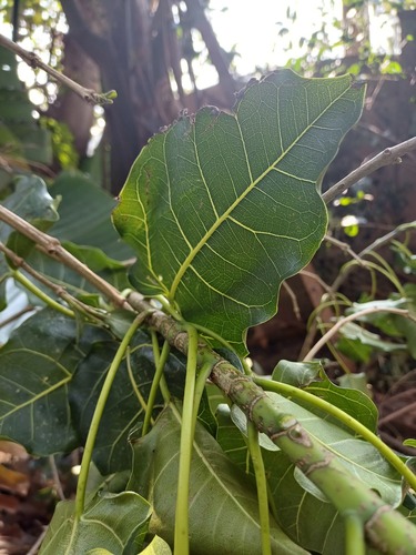 Ficus polita (Ficus polita)