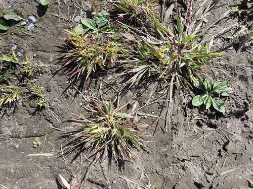 Image of Digitaria ischaemum by (c) Loopy30, some rights reserved (CC BY-SA)
