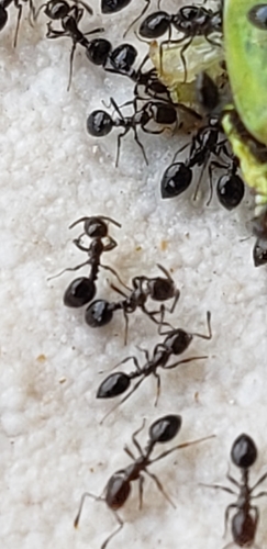 Caribbean Trailing Ant