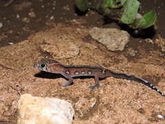 Coleonyx elegans