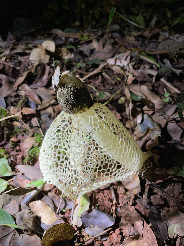 Phallus lutescens · September 2024 · photo: © deboas (iNaturalist, cc0)