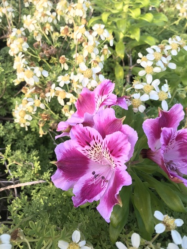Image of Alstroemeria pelegrina by (c) Víctor Sarabia Sánchez, some rights reserved (CC BY)