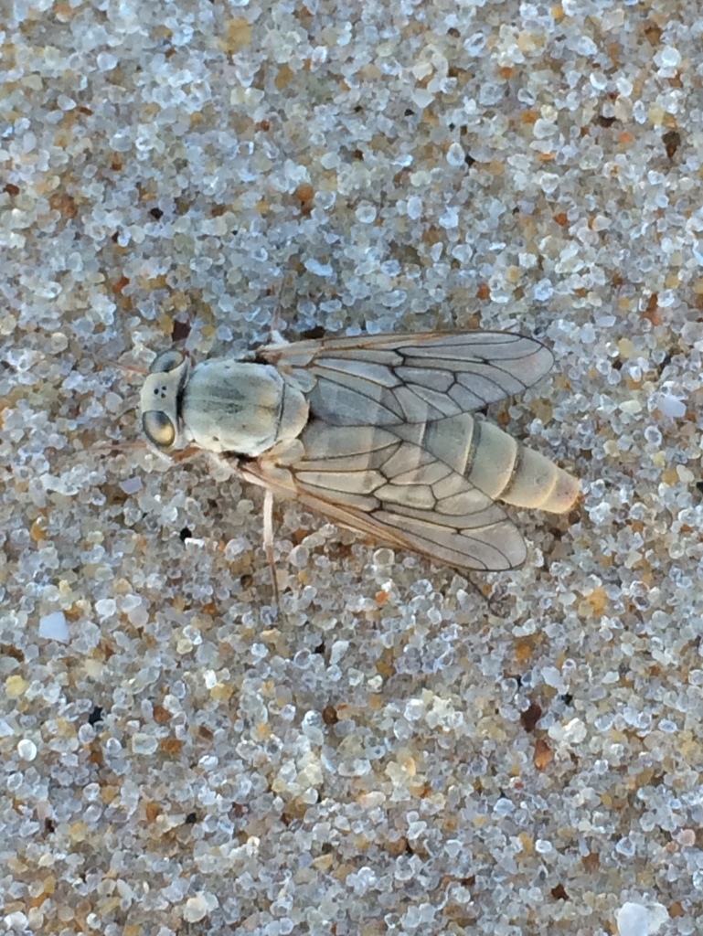 Scepsis appendiculata