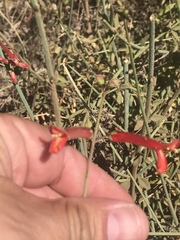 Gambelia juncea