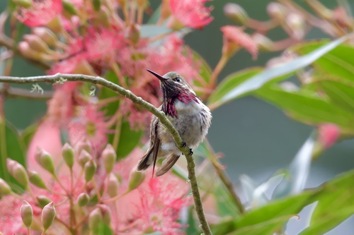 Calliope Hummingbird (Selasphorus calliope), a species recorded in Texas