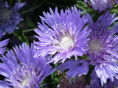 Stokesia