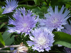 Stokesia
