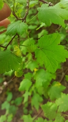 Ribes cynosbati