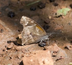 Libythea