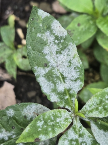 Powdery Mildew