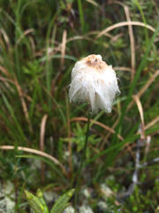 Eriophorum chamissonis