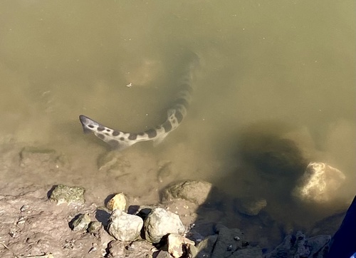 iNaturalist observation photo of Leopard Shark