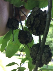 Callirhytis quercuscornigera