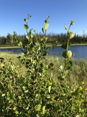 Betula nana