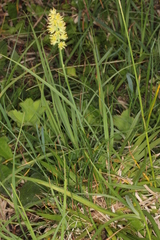 Tofieldia calyculata