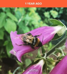 Bombus hortorum