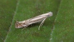 Isophrictis anthemidella