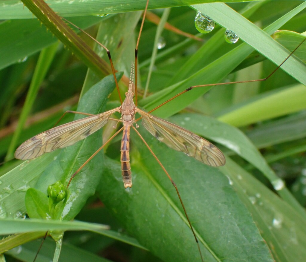 Platytipula