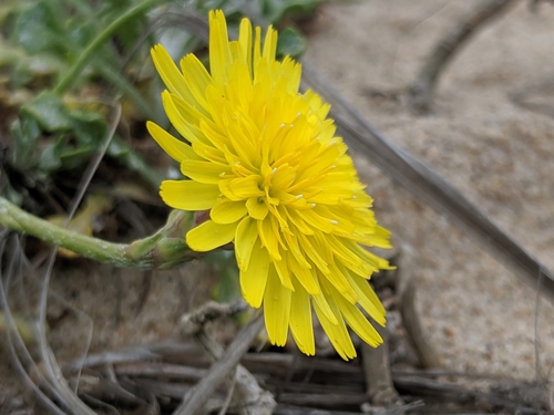 Image of Malacothrix incana by no rights reserved