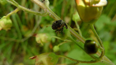 Cionus scrophulariae