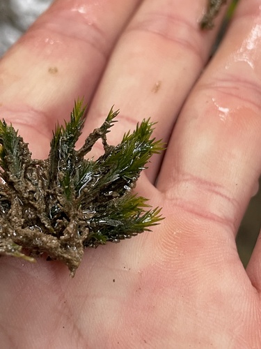 Image of Fissidens grandifrons by (c) Sam Turner, some rights reserved (CC BY)