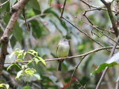 Oncostoma cinereigulare