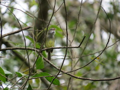 Oncostoma cinereigulare