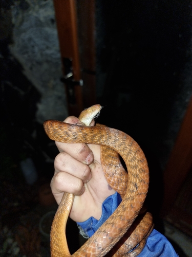 Brown Tree Snake sighting