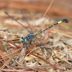Epigomphus subobtusus
