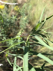 Oberea erythrocephala
