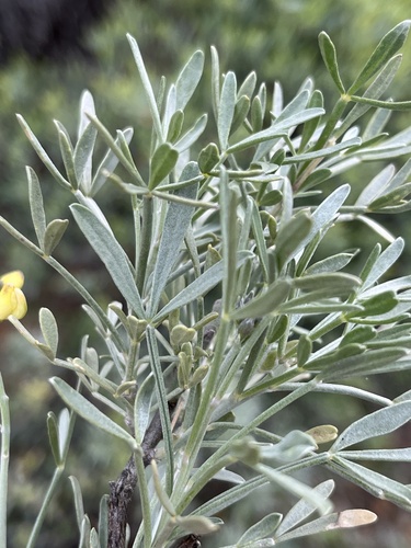 Image of Calobota sericea by (c) Dave U, some rights reserved (CC BY-SA)