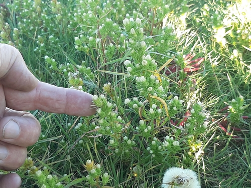 Brachyactis ciliata iNat (2)
