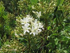 Bejaria aestuans
