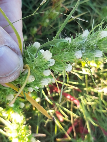 Image of Symphyotrichum ciliatum by no rights reserved
