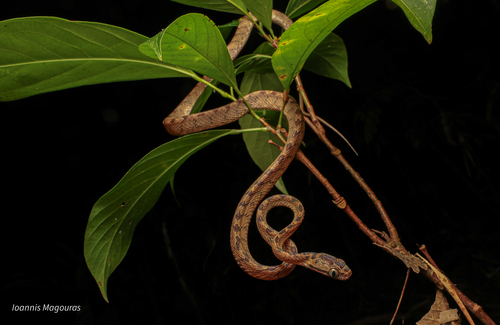 Sri Lanka Cat Snake