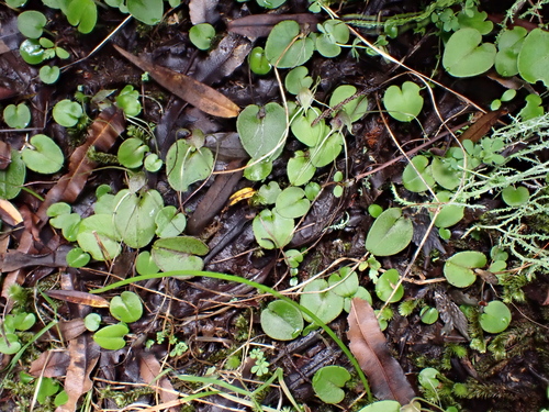 Image of Corybas hatchii by (c) Emily Roberts, some rights reserved (CC BY)