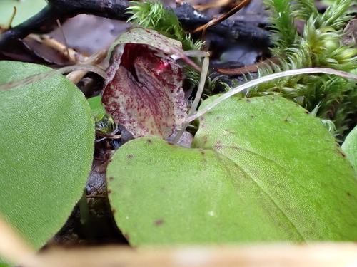 Image of Corybas hatchii by (c) Emily Roberts, some rights reserved (CC BY)