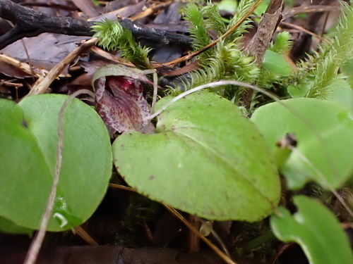 Image of Corybas hatchii by (c) Emily Roberts, some rights reserved (CC BY)