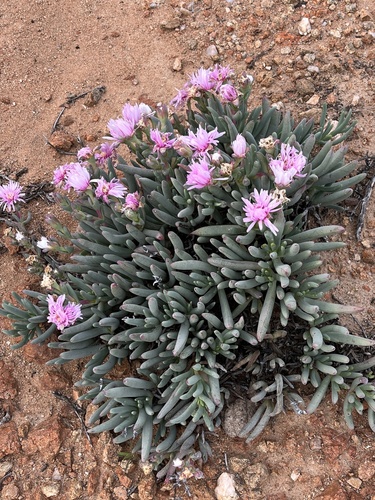 Image of Ruschia goodiae by (c) Dave U, some rights reserved (CC BY-SA)