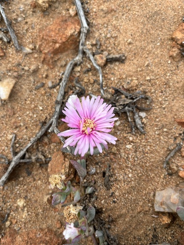Image of Ruschia goodiae by (c) Dave U, some rights reserved (CC BY-SA)