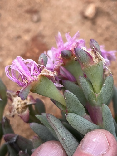 Namaqua Cushion Ruschia (Ruschia goodiae)