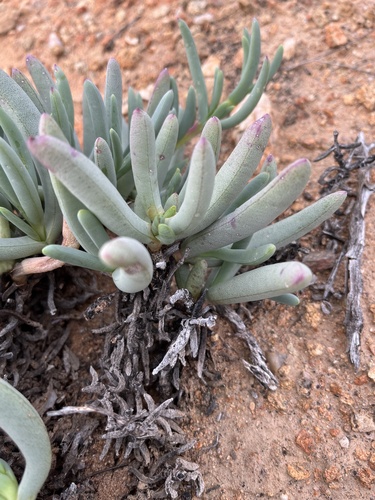 Image of Ruschia goodiae by (c) Dave U, some rights reserved (CC BY-SA)