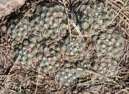 Pelecyphora missouriensis
