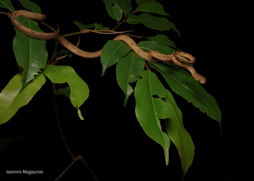 Sri Lanka Cat Snake