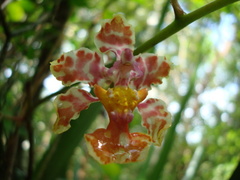 Trichocentrum