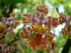 Trichocentrum