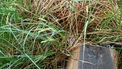 Carex rostrata