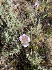 Calochortus eurycarpus