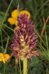 Gymnadenia